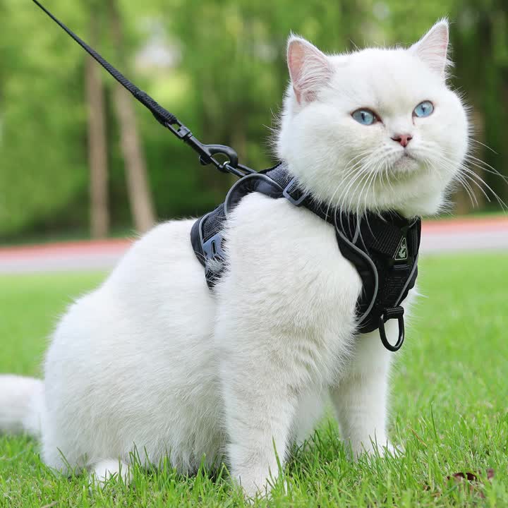 AniPets PurrWalk β Kattenharnas met Lijn