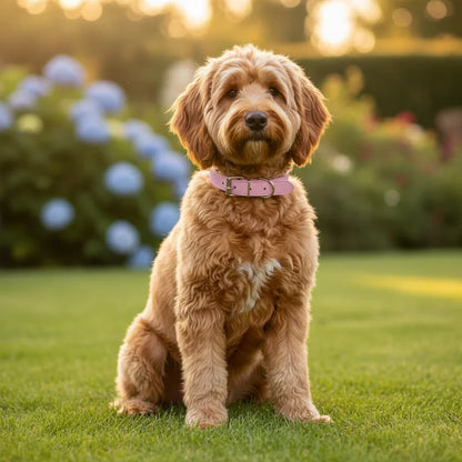 PawStyle Halsband Hond Verstelbaar Leer – Comfortabel & Veilig voor Dagelijks Gebruik