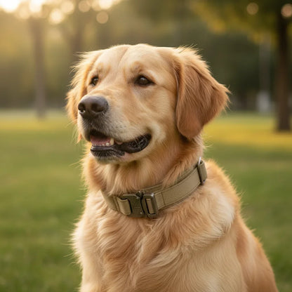 PawfectFit - Halsband Hond – Verstelbaar Nylon - Stevige Hondenhalsband