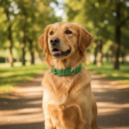 PawStyle Halsband Hond Verstelbaar Leer – Comfortabel & Veilig voor Dagelijks Gebruik