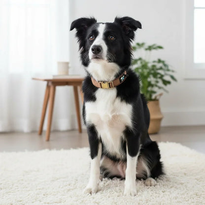 PawMate Hondenhalsband Verstelbaar – Nylon honden Halsband Sterk & Comfortabel voor Wandelingen