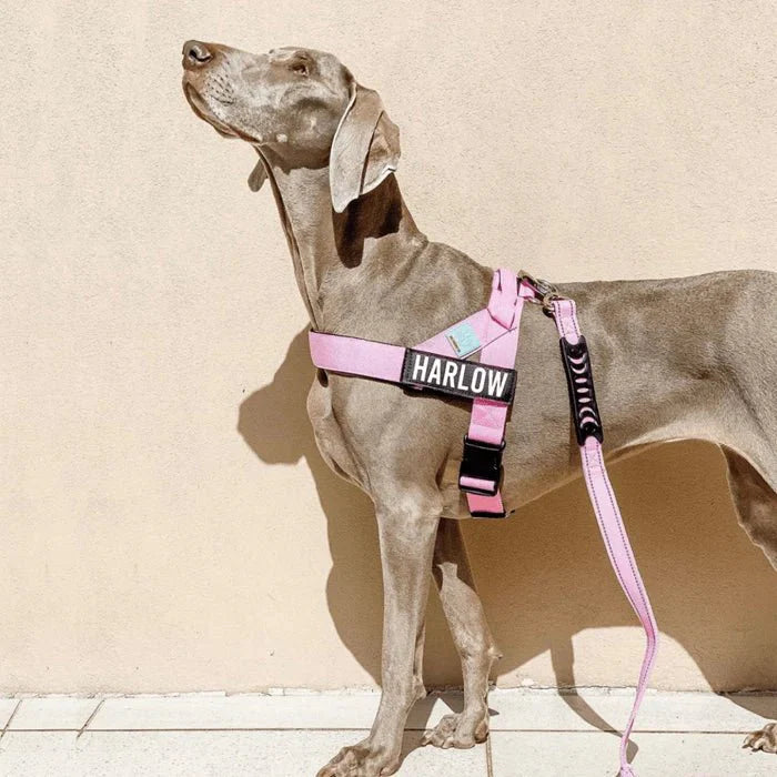 Hondentuig Reflecterend Verstelbaar – Gepersonaliseerd Harnas voor Wandelen