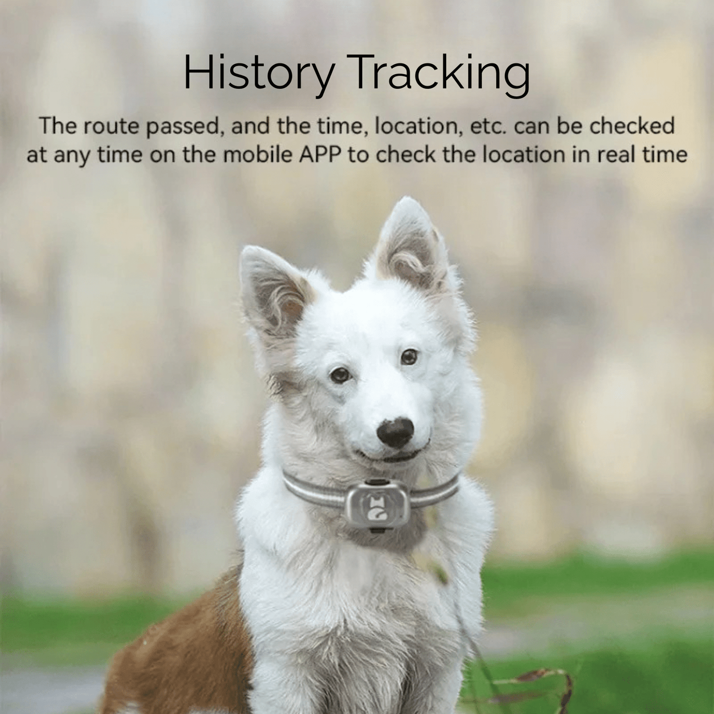 Mini GPS Tracker voor Honden en Katten – Waterdicht