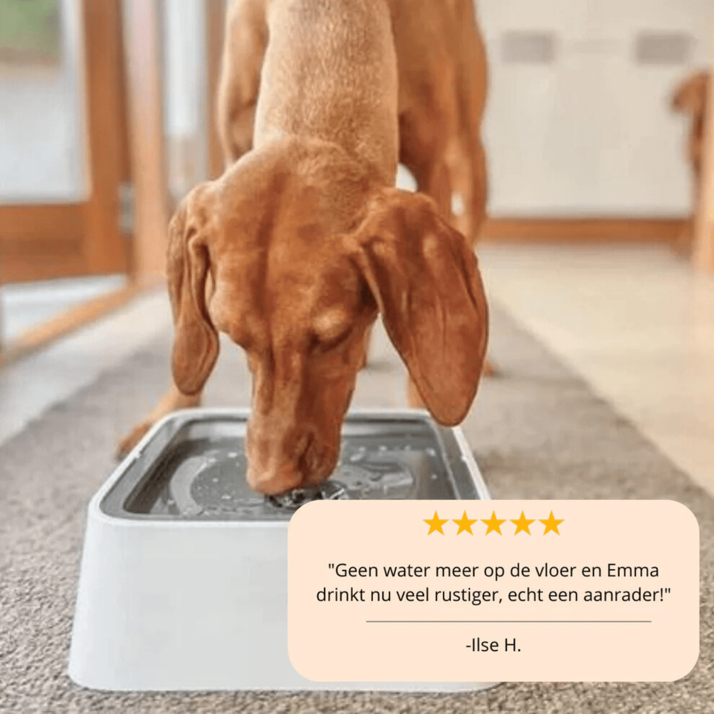 Splash Stop - Anti-Mors Drinkbak voor Honden & Katten