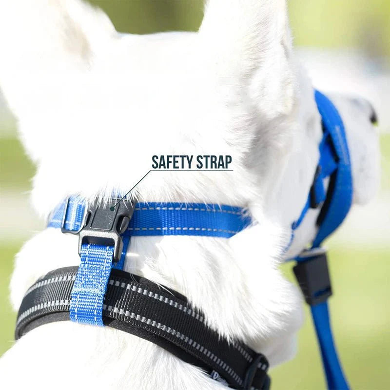 Training Muilkorf - Halti Stijl