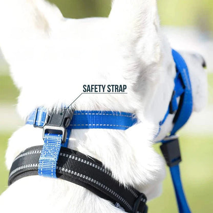 Training Muilkorf - Halti Stijl