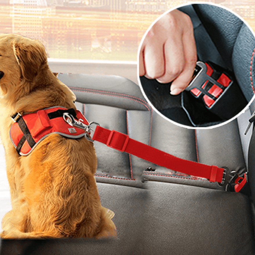Honden Autoriem