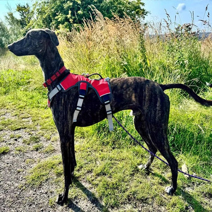 Verstelbaar Oxford Tuig