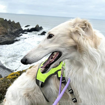 Verstelbaar Oxford Tuig