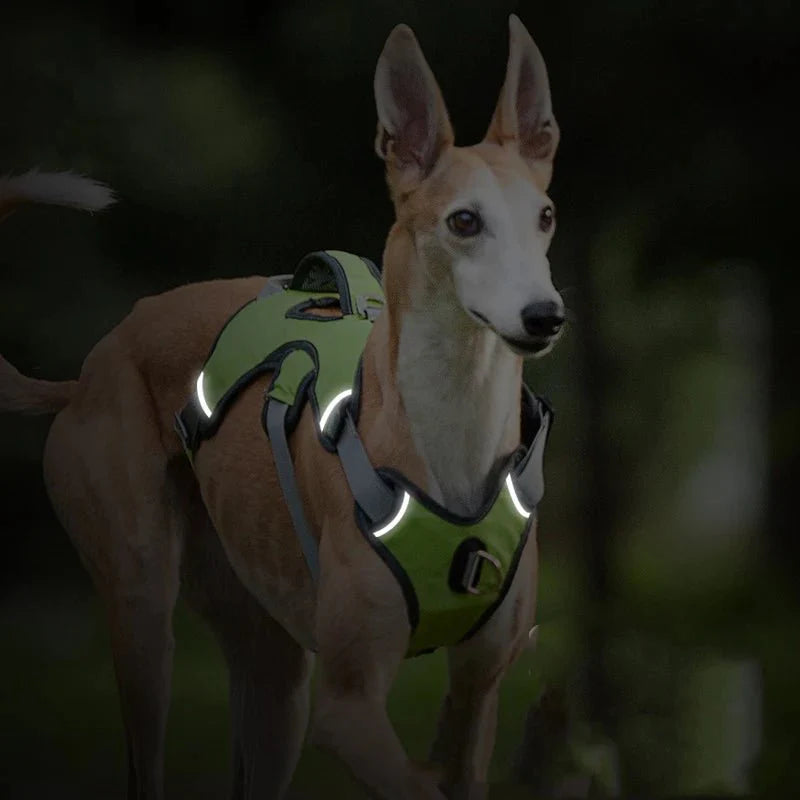 Verstelbaar Oxford Tuig