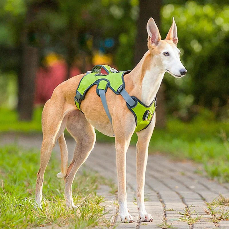 Verstelbaar Oxford Tuig