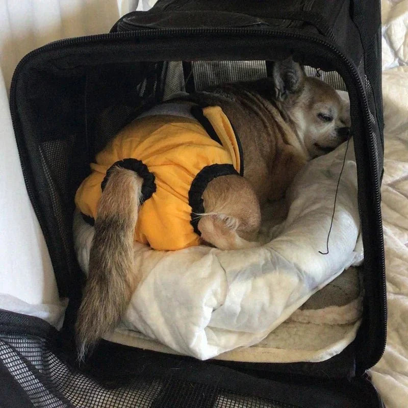 Wasbare Honden LoopsheidLuier